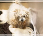 MARGE - Female Mutt Dog for Adoption - Small photo