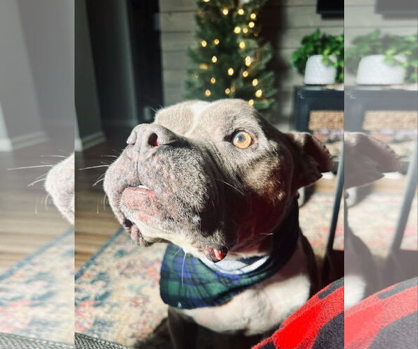 Medium Photo #4 American Staffordshire Terrier-Unknown Mix Puppy For Sale in Columbus, IN, USA