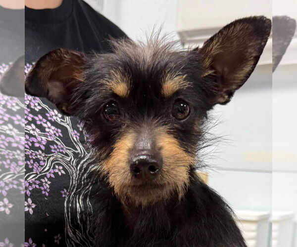 Medium Photo #1 Chihuahua-Unknown Mix Puppy For Sale in Chico, CA, USA