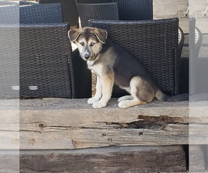 German Shepherd Dog-Siberian Husky Mix Puppy for sale in GLENDALE, AZ, USA