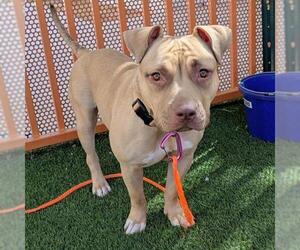 Mutt Dogs for adoption in Las Vegas, NV, USA