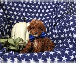 Poodle (Toy) Puppy for Sale in NEW HOLLAND, Pennsylvania USA