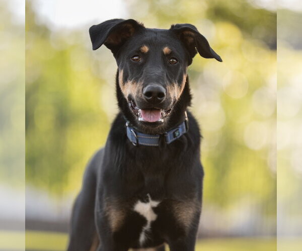 Medium Photo #2 Doberman Pinscher-German Shepherd Dog Mix Puppy For Sale in Salt Lake City, UT, USA