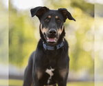 Small #1 Doberman Pinscher-German Shepherd Dog Mix