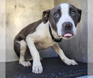 Mutt Dogs for adoption in San Antonio, TX, USA