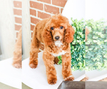 Small Photo #5 Poodle (Toy) Puppy For Sale in SYRACUSE, IN, USA