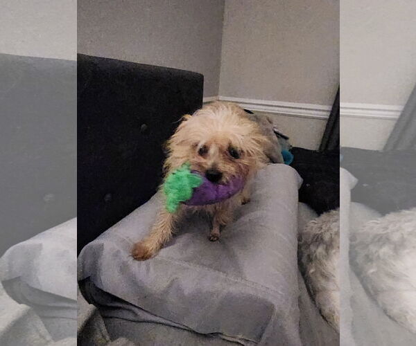 Medium Photo #20 Mutt Puppy For Sale in Philadelphia, PA, USA