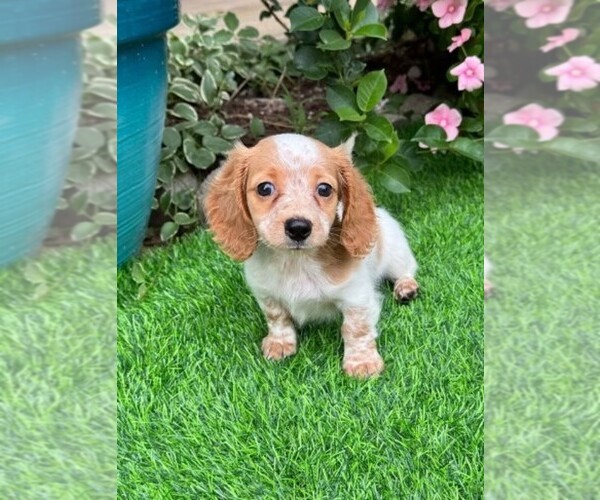 Medium Photo #2 Dachshund Puppy For Sale in MIRAMAR, FL, USA