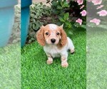 Small #1 Dachshund