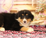 Small Photo #3 Bernese Mountain Dog-Collie Mix Puppy For Sale in SHILOH, OH, USA