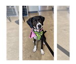 Small Photo #11 Mutt Puppy For Sale in Mooresville, NC, USA