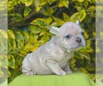 Small French Bulldog