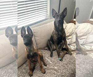 Fish Litter  - Tetra - Located in FL - Female Mutt Dog for Adoption - Photo #2