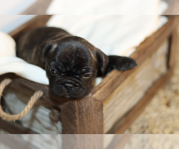 Medium Photo #5 French Bulldog Puppy For Sale in GILLETTE, WY, USA