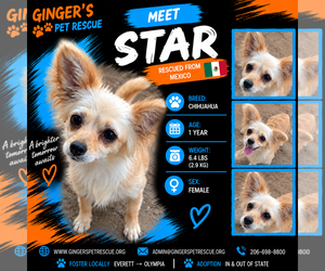 Chihuahua Dogs for adoption in Seattle, WA, USA