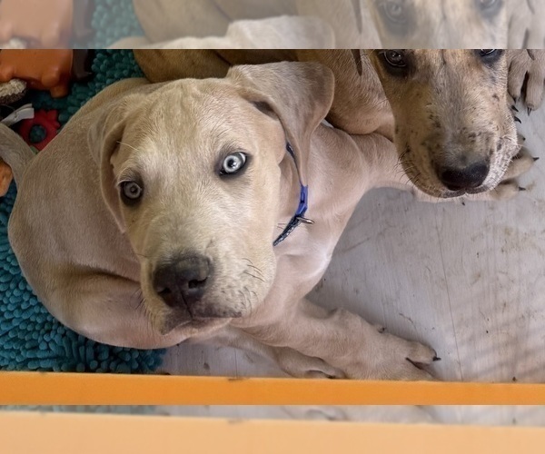 Medium Photo #3 Great Dane Puppy For Sale in GALLOWAY, OH, USA