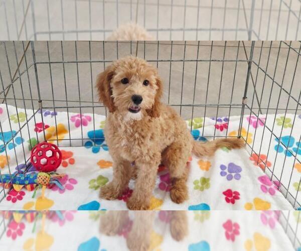 Medium Photo #4 Cavapoo mix (+ Poodle Miniature) Puppy For Sale in ORO VALLEY, AZ, USA