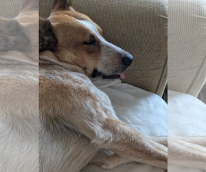 Mutt Dogs for adoption in Garden City, NY, USA
