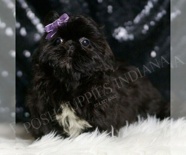 Medium Photo #4 Shih Tzu Puppy For Sale in WARSAW, IN, USA