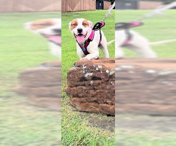 Medium Photo #2 Mutt Puppy For Sale in Plano, TX, USA