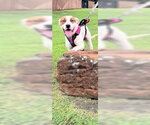 Small #1 Mutt