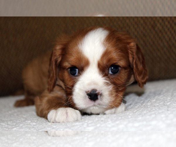 Medium Photo #13 Cavalier King Charles Spaniel Puppy For Sale in SPRING HILL, FL, USA