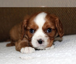 Small #12 Cavalier King Charles Spaniel