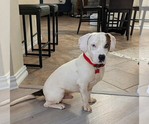 Blue IV - Male Beagle-Unknown Mix Dog for Adoption
