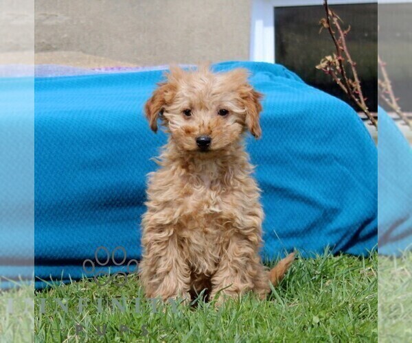 Medium Photo #1 Goldendoodle (Miniature) Puppy For Sale in AIRVILLE, PA, USA