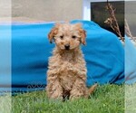 Image preview for Ad Listing. Nickname: Dolly