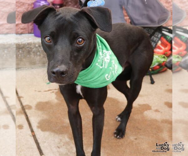 Medium Photo #5 Labrador Retriever-Unknown Mix Puppy For Sale in Washington, DC, USA