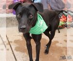 Small #4 Labrador Retriever Mix