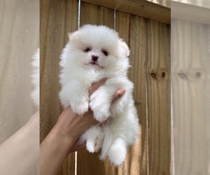 Pomeranian Puppy for Sale in HOUSTON, Texas USA