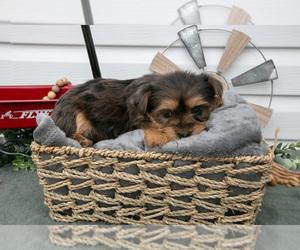 YorkiePoo Puppy for sale in BERNE, IN, USA