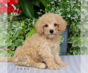 Bichpoo Puppy for sale in NARVON, PA, USA