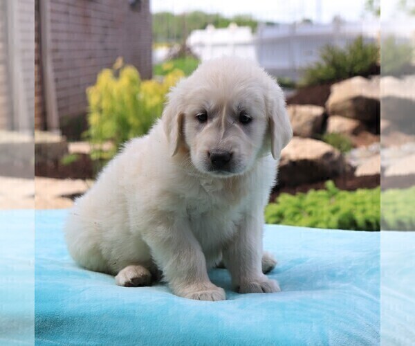 Medium Photo #3 Golden Retriever Puppy For Sale in GAP, PA, USA