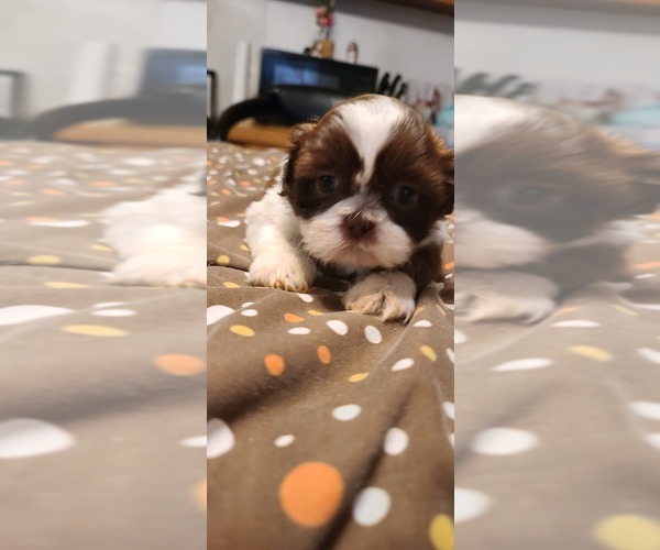 Medium Photo #12 Shih Tzu Puppy For Sale in BELLEVILLE, MI, USA