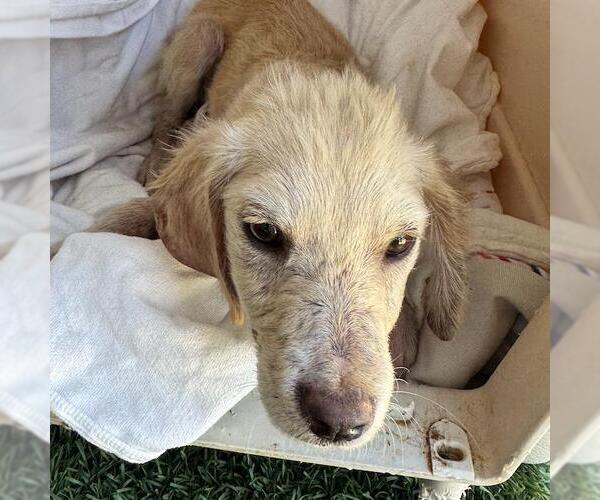 Medium Photo #2 Collie-Labrador Retriever Mix Puppy For Sale in San Diego, CA, USA