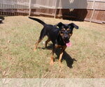 Small Photo #4 Mutt Puppy For Sale in Jackson, MS, USA