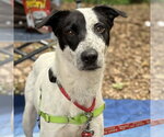 Small #11 Retriever  Mix