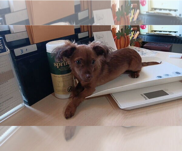 Medium Photo #4 Chiweenie Puppy For Sale in Grafton, WI, USA