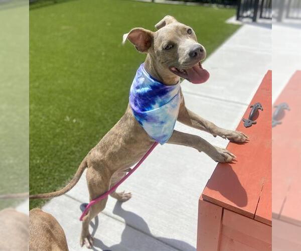 Medium Photo #2 American Pit Bull Terrier Puppy For Sale in Baytown, TX, USA