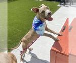 Small #1 American Pit Bull Terrier