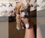 Puppy 4 Bichpoo-Poodle (Miniature) Mix