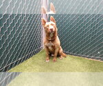 CODY - Male Siberian Husky-Unknown Mix Dog for Adoption - Small photo