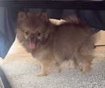 Small #10 Pomeranian