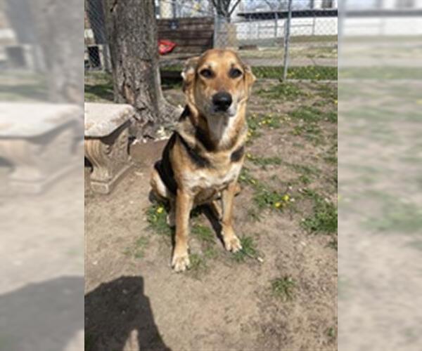 Medium Photo #1 German Shepherd Dog-Unknown Mix Puppy For Sale in Tulsa, OK, USA