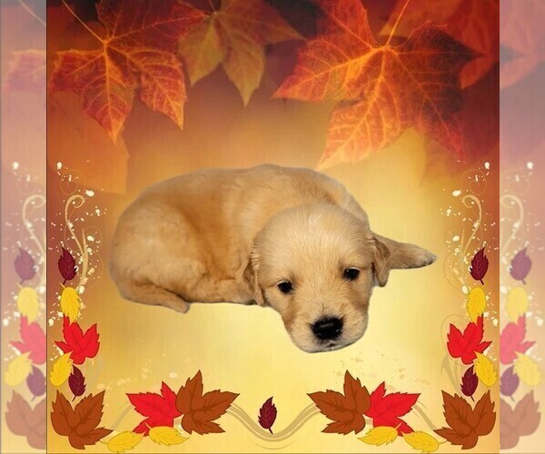Medium Photo #9 Golden Retriever Puppy For Sale in FALCON, CO, USA