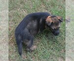 Small #3 German Shepherd Dog