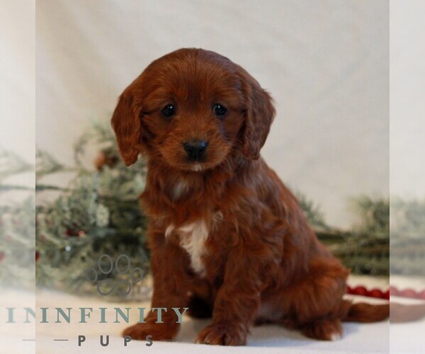 Medium Photo #4 Cavapoo (Miniature) Puppy For Sale in LITITZ, PA, USA
